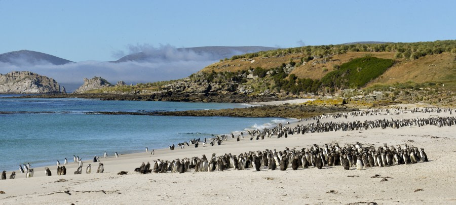 Penguin colony on a Falkland Islands beach